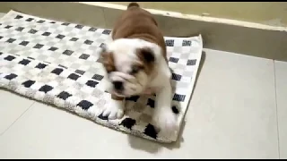English Bulldog puppies learning to walk for the first time in Dogshub 9950330009