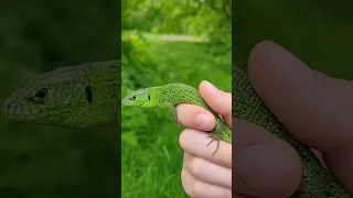 ловля ящериц. 🦎🦎🦎🦎 Поймал очень красивого самца.