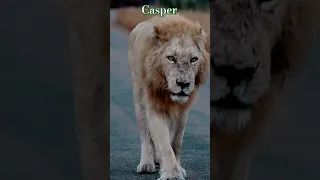 Casper - White Male Lion #lion #lions #lionpride #whitelion #whitelions #krugerpark #krugersightings