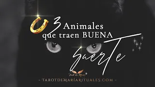 3 ANIMALES QUE TRAEN BUENA SUERTE 🍀🧧✨ | Tarot de María