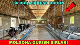 MOLXONA QURISH SIRLARI 93-041-81-34 / 66 TA BUQALAR UCHUN