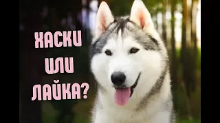 ЧЕМ ОТЛИЧАЮТСЯ ХАСКИ ОТ ЛАЕК | Ездовые и Охотничьи