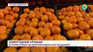 Урожай к новогоднему столу: в Грузии собирают мандарины