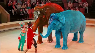 Шоу Слонов в Луганском цирке /  Elephants perform in the circus