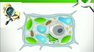 Строение растительной клетки