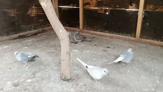 Dove Breeding Colony Natural Avairy🕊🕊