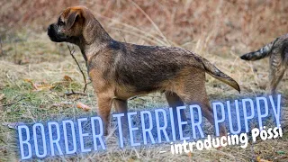 Border Terrier Puppy - Introducing Pössi