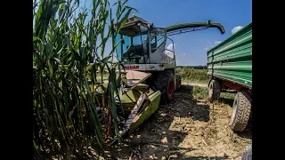 CLAAS JAGUAR 690SL & CLAAS KEMPER | Silage 2018 | [GoPro]