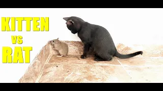 KITTEN VERSUS RAT / Kitten Killing RAT