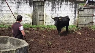 JAF - Danger Job - Face To Face With Bulls - Terceira Island - Azores - Portugal