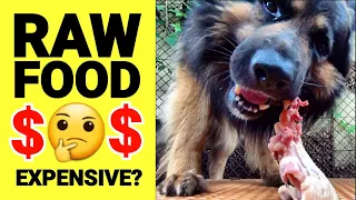 Is RAW Food Cheaper Than Dog Kibble? YES, and Here's How You Do It!