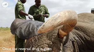 Tsavo Vet Unit saves the day | Sheldrick Trust