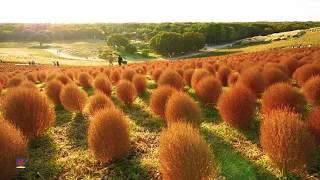 【ひたち海浜公園】黄金コキア （2021年撮影）［4K］｜【Hitachi Seaside Park】Golden kochia 2021［4K］｜Ibaraki, Japan