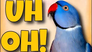 Teach Your Bird To Say “Uh Oh!” | Parrot Training Video