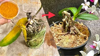 It's Miraculous Because It Helps Rotten Roots Quickly Revive Small Orchid