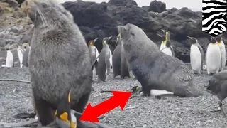 Озабоченные тюлени принуждают к сексу пингвинов
