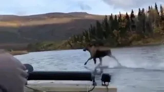 Moose Running on water