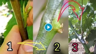 Grafting vines in the summer, with the green sleeping bud.(demonstration and tips for beginners).