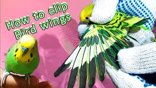 How to clip bird wings | budgie trimming wings | Should You Clip Your Bird’s Wings? | wing clipping