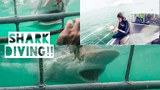 Incredible Shark cage diving, Gansbaai, Cape Town, South Africa