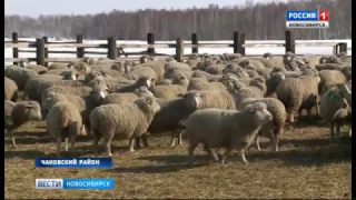 Фермеры Чановского района начали разводить уникальных племенных овец