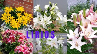 Mira estos son  mis  Lirios, Liliums, Azucenas bellas flores que tengo en mi jardín