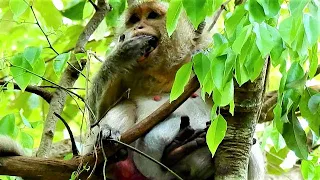 Wow My God, Very Old Mother Monkey Sitting On High Tree have Blood Down.