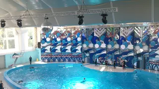 Большой сочинский дельфинарий 19.08.2017