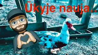 Nauja panele.. daugžemiu Kasimo..