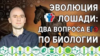 9. Эволюция лошади: два вопроса ЕГЭ по биологии