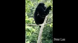 烏干達-高山銀背猩猩