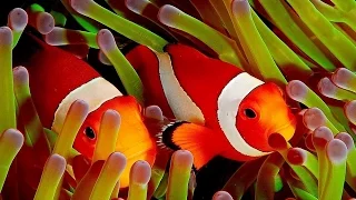 Clown Fish - My animal friends - Animals Documentary -Kids educational Videos