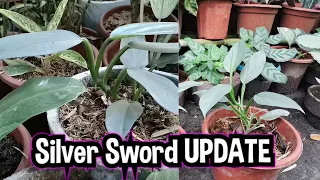 Silver Sword Philodendron  ( UPDATE ) Ganito Pala MagPropagate