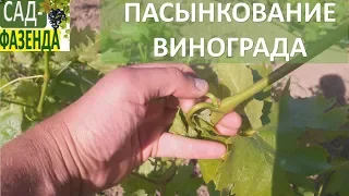 Пасынкование винограда. Виноград. Как пасынковать виноград