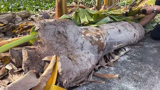 Crafting A Masterpiece: Genius Boy Creates Unique Outdoor Table Set From Dried Tree Trunks