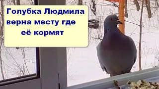Наблюдение за городскими голубями на балконе. Pigeon watching. 02. 2022 г. 66 серия.