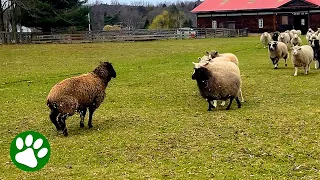 Rescued Sheep's Heartwarming Meeting With New Herd