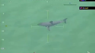 Shark Sighting Forces Swimmers Out Of The Water