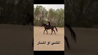 سرعة الخيل . خطوات الخيل بشكل مبسط