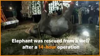 Elephant rescued from well after 14-hour operation