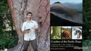 Book Review: Conifers of the Pacific Slope, by Michael Kauffmann