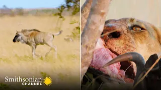 A Wildebeest Calf Wanders Close to a Dangerous Lion Pride ⚠️ Tales from Zambia | Smithsonian Channel