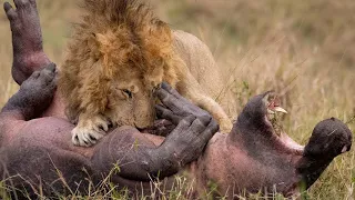 15 gefährliche Momente von Löwen, die gnadenlos auf Jagd gehen