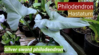 philodendron Hastatum (silver sword philodendron)