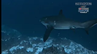 Thresher Shark Dive Fuvahmulah HD  #threshershark #maldives #fuvahmulah #dive