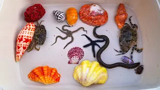 Finding Hermit Crab and Ornamental Fish, Crab, Conch, Snail, Eel, Starfish, Shell, Sea Urchin