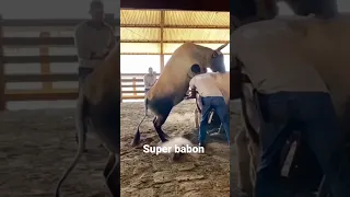 sapi Belgian blue minta kawin #shorts #viral #trending #youtube #sapi