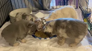 4 week puppies transition to solid food