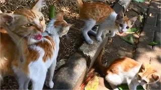 Mom Cat And Her Three Cute Kittens Meowing Loudly For Food - Cats Meowing