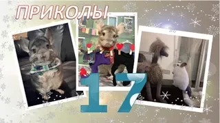 Лучшие приколы про ШИНШИЛЛ! Смешные ШИНШИЛЛЫ! Funny chinchillas❤#17